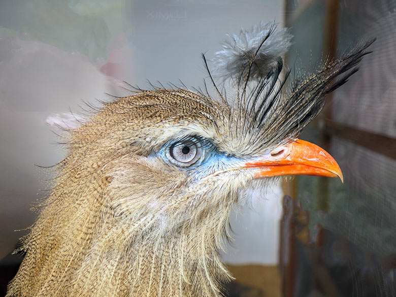 Weiblicher Rotfußseriema GONZO am 30. August 2021 hinter der Scheibe im Greifvorgel-Haus im Wuppertaler Zoo