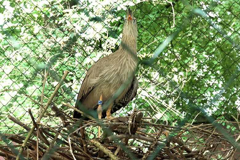 Männlicher Rotfußseriema GREGOR am 30. August 2021 in der Außenvoliere am Greifvorgel-Haus im Grünen Zoo Wuppertal