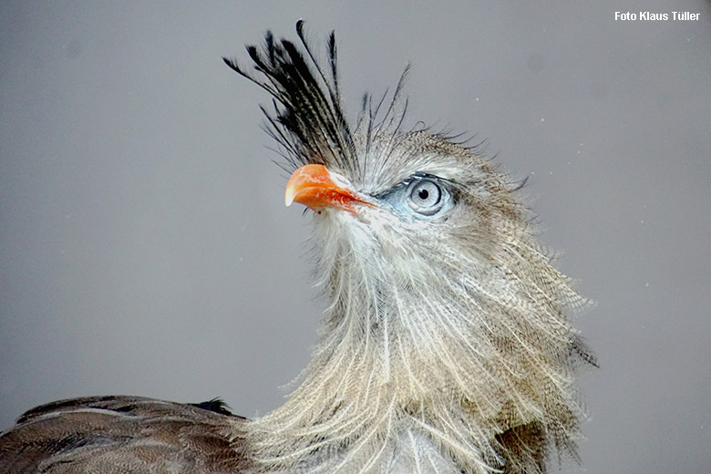 Männliche Rotfuß-Seriema GREGOR am 23. Oktober 2021 hinter der Scheibe am Greifvogel-Haus im Zoologischen Garten Wuppertal (Foto Klaus Tüller)