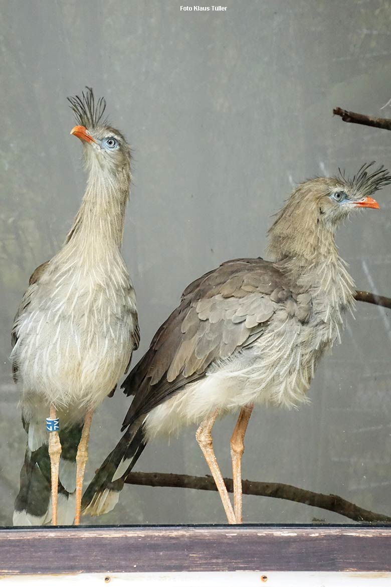 Männliche Rotfuß-Seriema GREGOR (mit blauem Ring am Bein) und weibliche Rotfuß-Seriema GONZO am 23. Oktober 2021 hinter der Scheibe am Greifvogel-Haus im Wuppertaler Zoo (Foto Klaus Tüller)