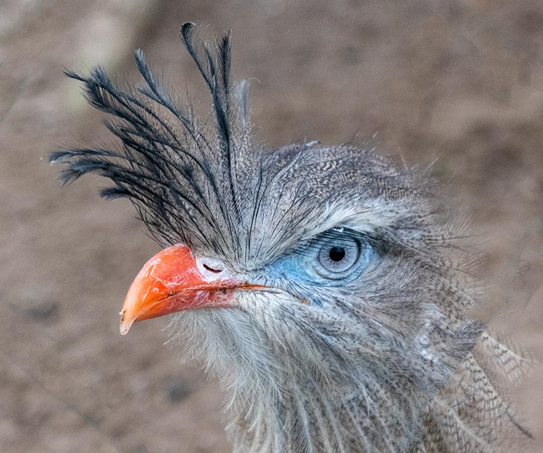 Weibliche Rotfußseriema GONZO am 24. November 2021 auf der linken Außenanlage am Greifvogel-Haus im Grünen Zoo Wuppertal