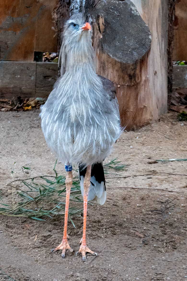 Männliche Rotfußseriema GREGOR am 24. November 2021 auf der linken Außenanlage am Greifvogel-Haus im Zoologischen Garten Wuppertal