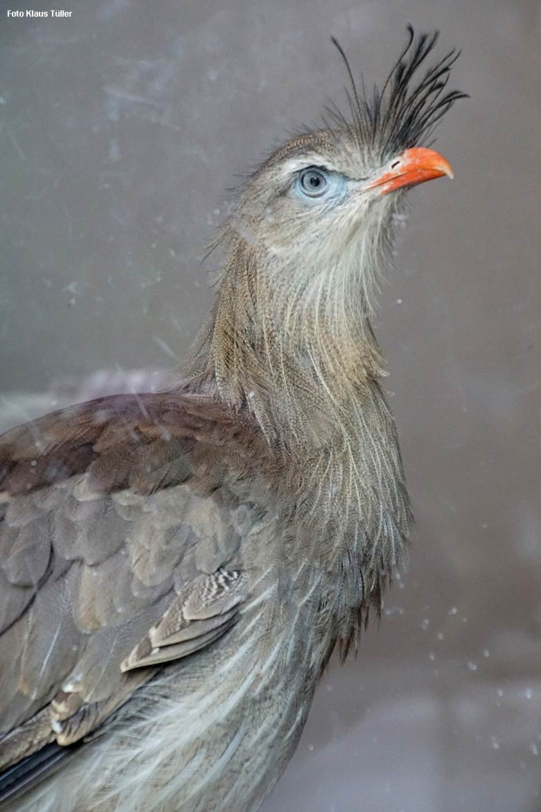 Rotfußseriema am 7. Dezember 2021 hinter der Scheibe des Greifvogel-Hauses im Grünen Zoo Wuppertal (Foto Klaus Tüller)