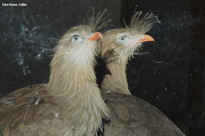 Rotfuß-Seriema-Paar am 21. Dezember 2021 im Greifvogel-Haus im Wuppertaler Zoo (Foto Klaus Tüller)