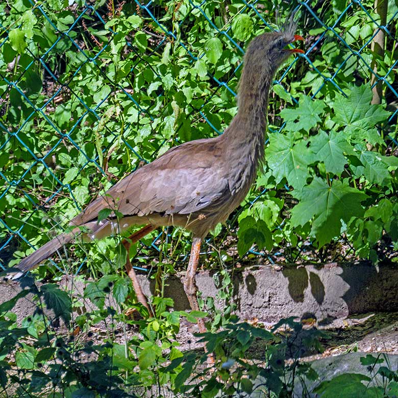 Weibliche Rotfußseriema GONZO am 11. August 2022 in der linken Außenvoliere am Greifvogel-Haus im Wuppertaler Zoo