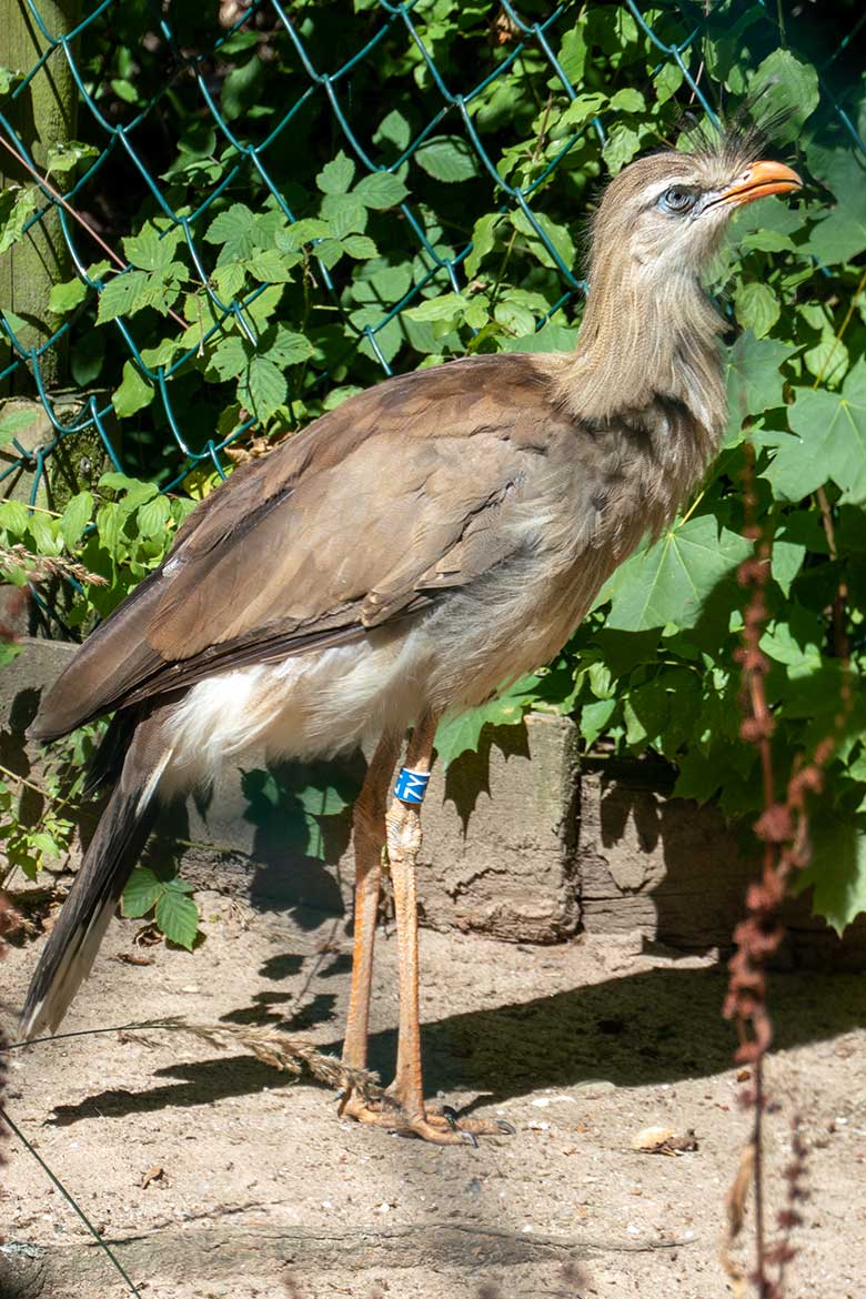 Männliche Rotfußseriema GREGOR am 13. August 2022 in der linken Außenvoliere am Greifvogel-Haus im Zoologischen Garten Wuppertal