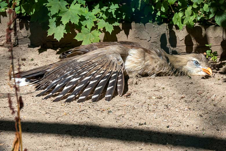 Männliche Rotfußseriema GREGOR am 13. August 2022 beim Sonnenbad in der linken Außenvoliere am Greifvogel-Haus im Wuppertaler Zoo