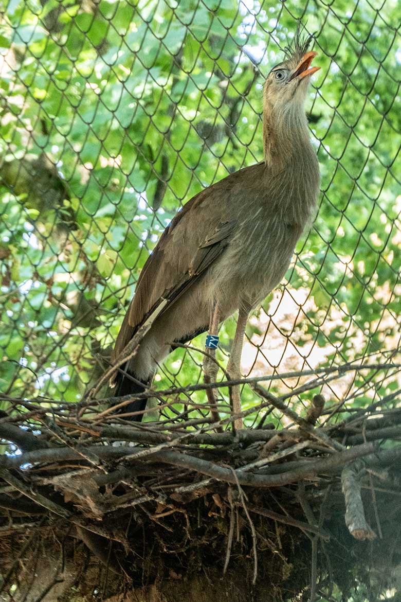 Männliche Rotfußseriema GREGOR auf dem Nest am 11. August 2022 in der linken Außenvoliere am Greifvogel-Haus im Grünen Zoo Wuppertal