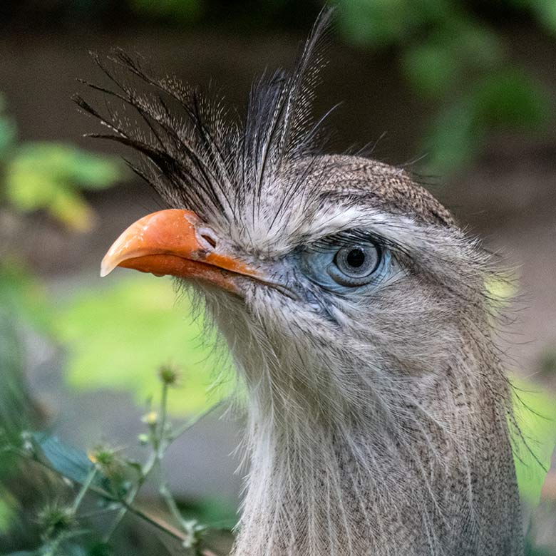 Männliche Rotfußseriema GREGOR am 15. August 2022 in der linken Außenvoliere am Greifvogel-Haus im Wuppertaler Zoo