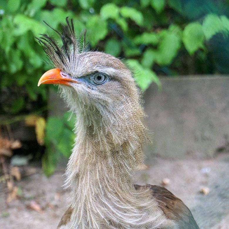 Weibliche Rotfußseriema GONZO am 15. August 2022 in der linken Außenvoliere am Greifvogel-Haus im Zoo Wuppertal