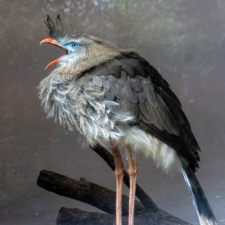 Weibliche Rotfußseriema GONZO am 27. September 2022 am Fenster im Greifvogel-Haus im Grünen Zoo Wuppertal