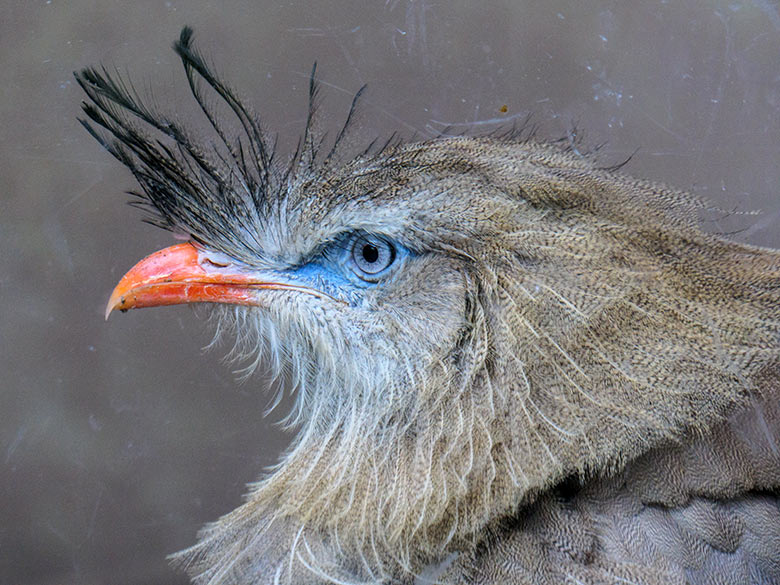 Weibliche Rotfußseriema GONZO am 27. September 2022 am Fenster im Greifvogel-Haus im Wuppertaler Zoo