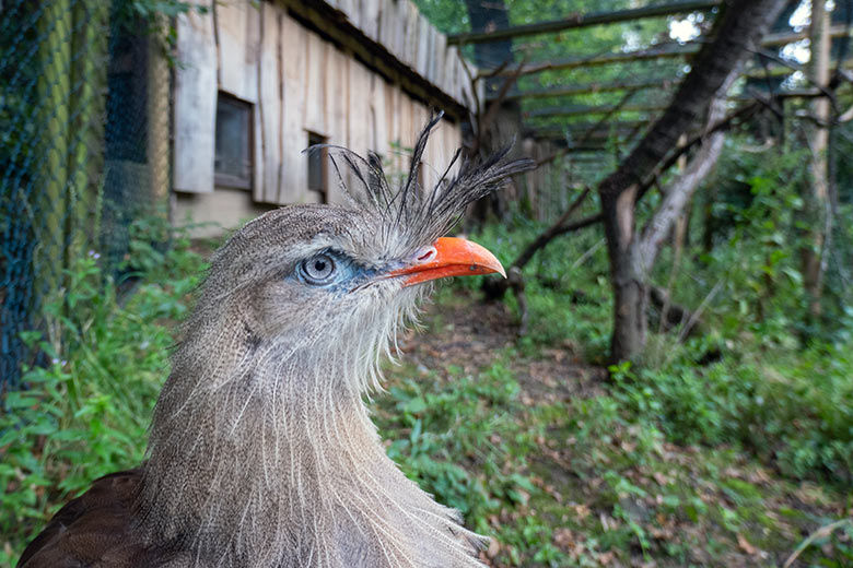 Weibliche Rotfußseriema GONZO am 7. Oktober 2023 in der Voliere der Berg-Karakaras im Grünen Zoo Wuppertal