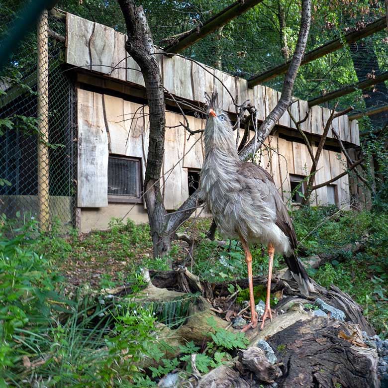 Weibliche Rotfußseriema GONZO am 7. Oktober 2023 in der Voliere der Berg-Karakaras im Zoologischen Garten Wuppertal