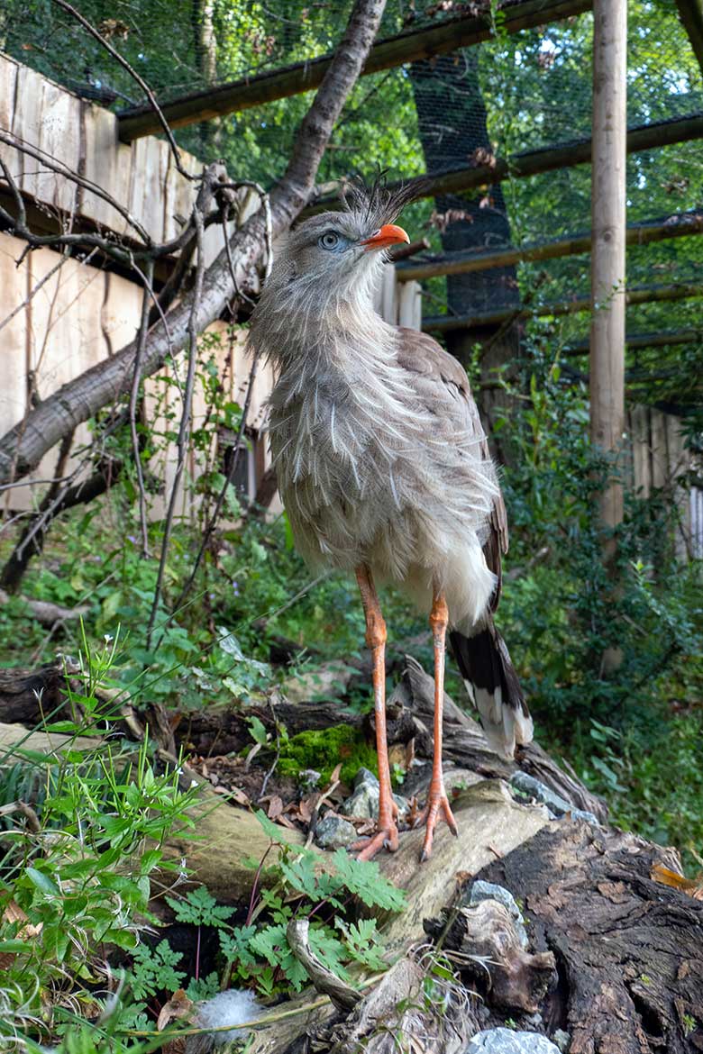 Weibliche Rotfußseriema GONZO am 7. Oktober 2023 in der Voliere der Berg-Karakaras im Zoo Wuppertal