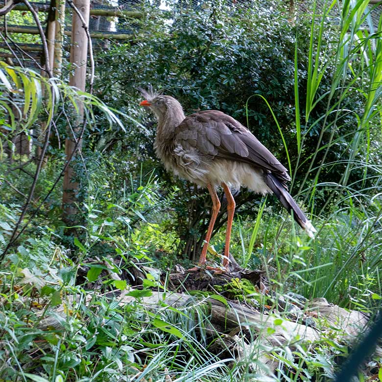 Weibliche Rotfußseriema GONZO am 7. Oktober 2023 in der Voliere der Berg-Karakaras im Wuppertaler Zoo