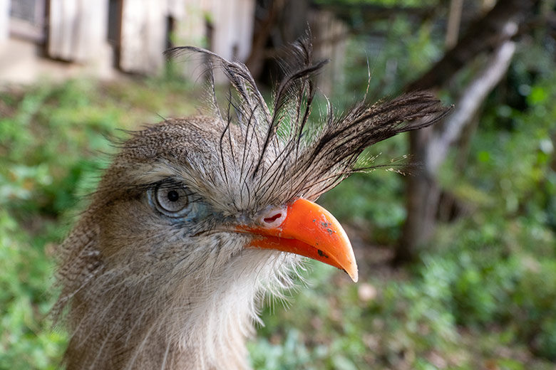 Weibliche Rotfußseriema GONZO am 7. Oktober 2023 in der Voliere der Berg-Karakaras im Grünen Zoo Wuppertal