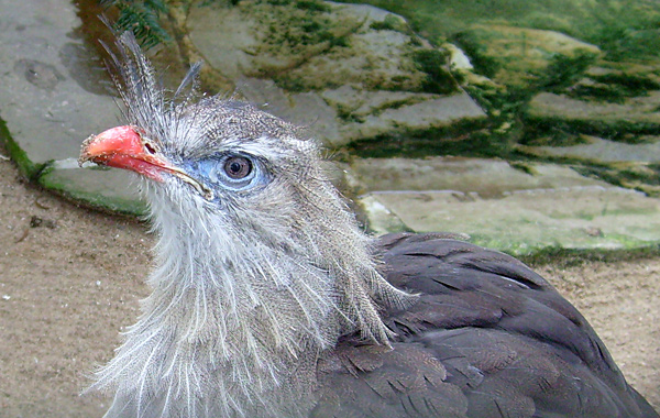 Rotfußseriema im Zoo Wuppertal im November 2008