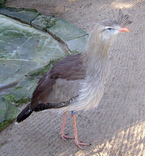 Rotfußseriema im Zoo Wuppertal im Januar 2009