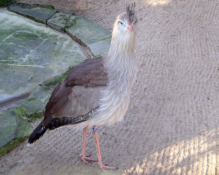 Rotfußseriema im Wuppertaler Zoo im Januar 2009