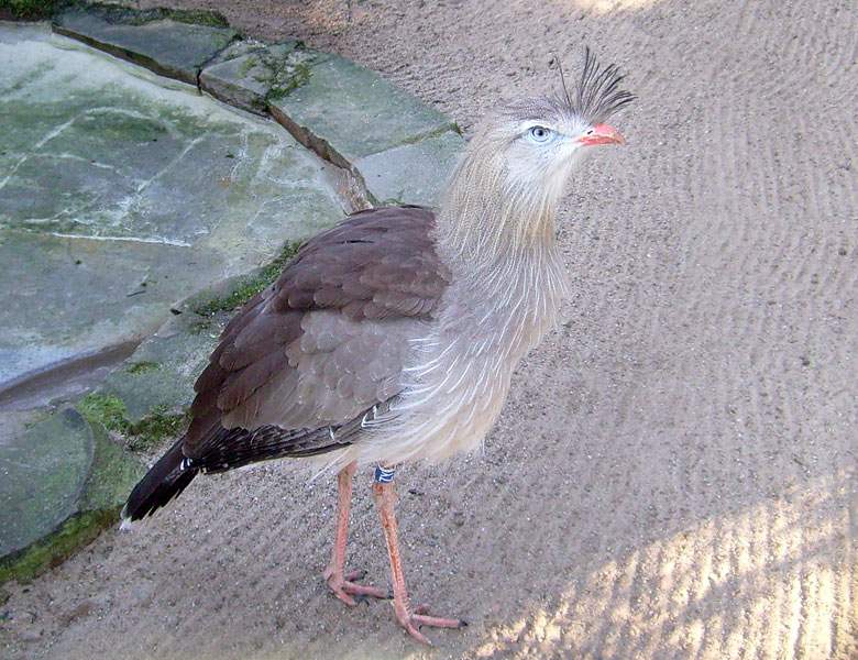 Rotfußseriema im Zoo Wuppertal im Januar 2009