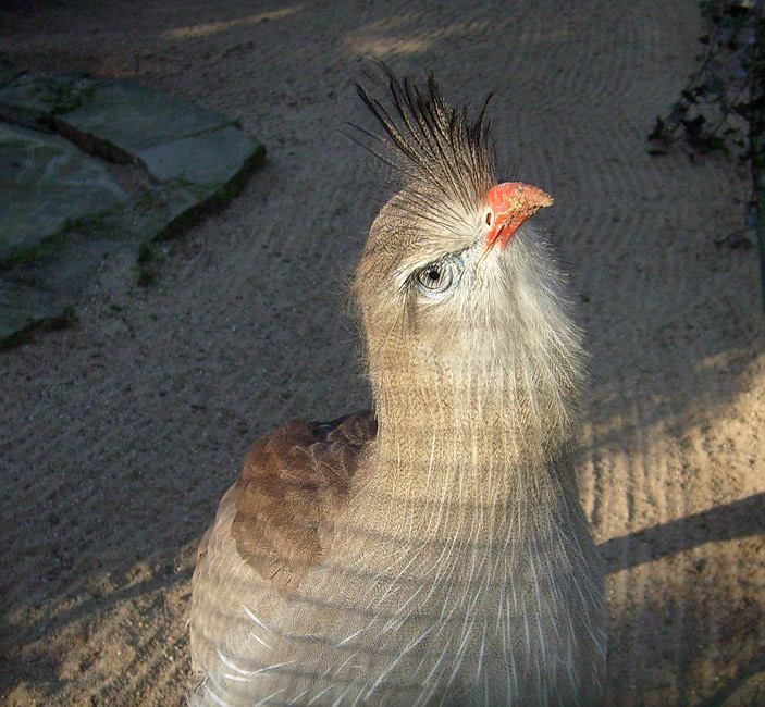 Rotfußseriema im Zoologischen Garten Wuppertal im Januar 2009