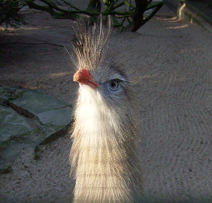 Rotfußseriema im Wuppertaler Zoo im Januar 2009