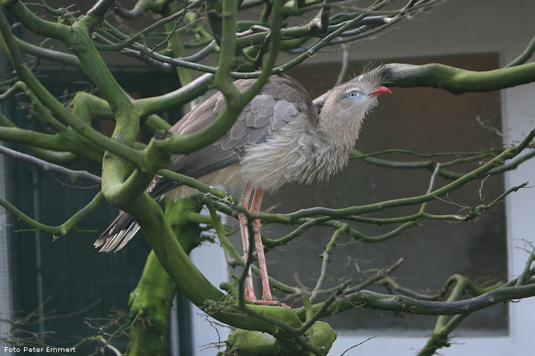 Rotfußseriema im Zoo Wuppertal im Januar 2008 (Foto Peter Emmert)