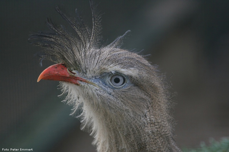 Rotfußseriema im Zoologischen Garten Wuppertal im Dezember 2006 (Foto Peter Emmert)