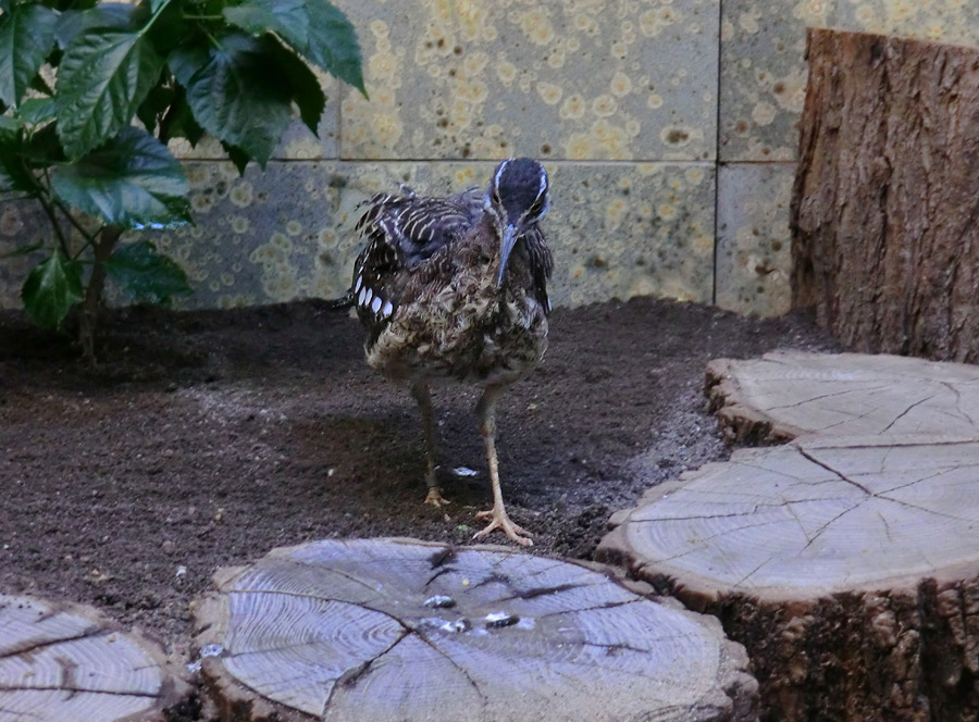 Sonnenralle im Zoo Wuppertal im Januar 2012