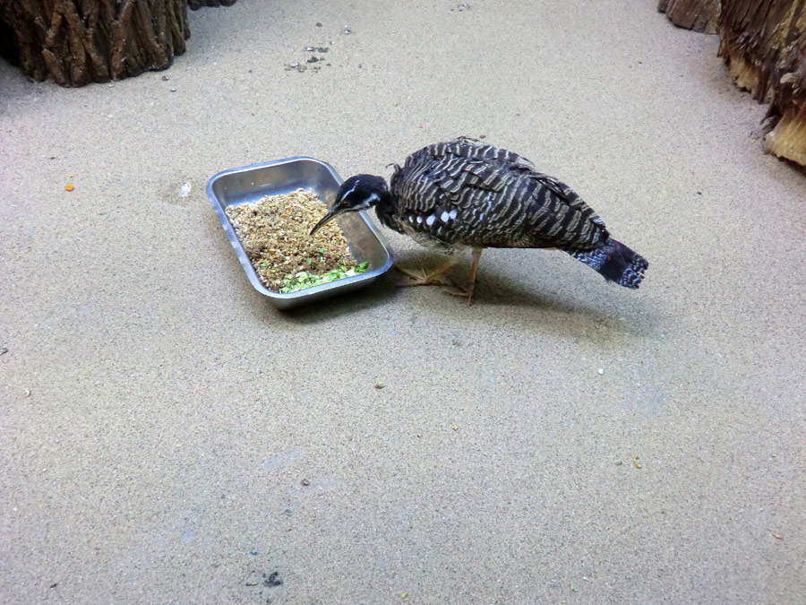 Sonnenralle im Wuppertaler Zoo im Februar 2012