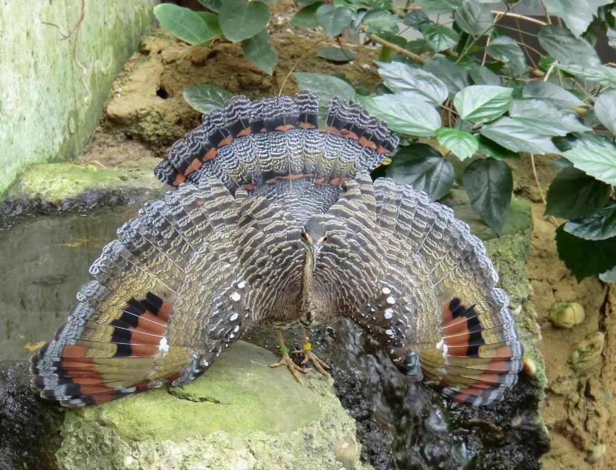 Sonnenralle im Zoo Wuppertal im April 2012