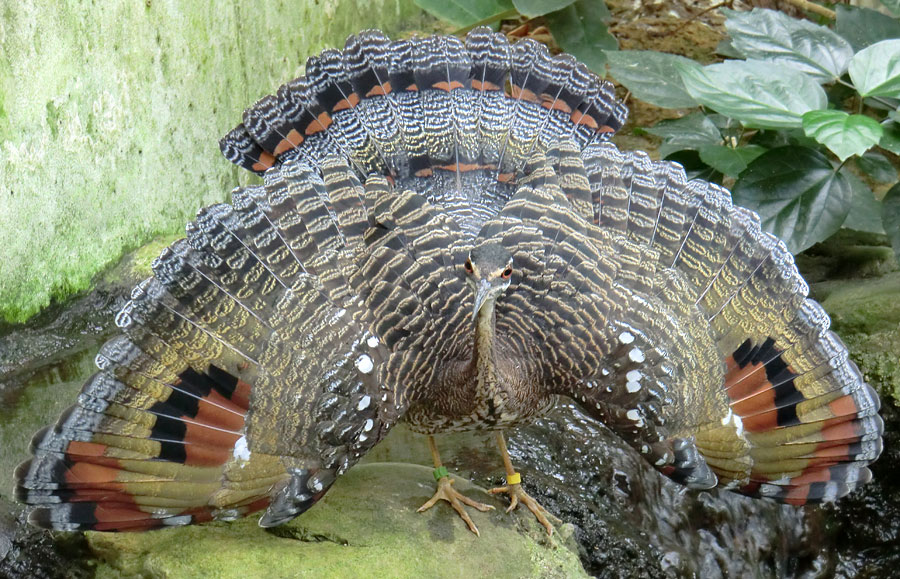 Sonnenralle im Zoologischen Garten Wuppertal im April 2012