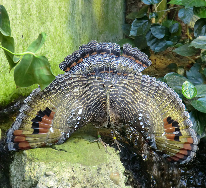 Sonnenralle im Wuppertaler Zoo im Juli 2012