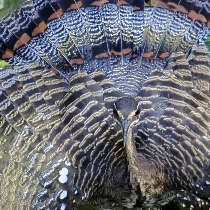 Sonnenralle im Wuppertaler Zoo im Juli 2012