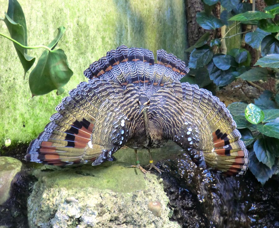 Sonnenralle im Zoo Wuppertal im Juli 2012