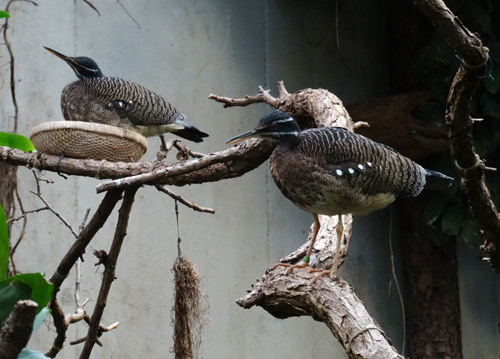 Sonnenrallen am Nest in der Freiflughalle am Vogelhaus im Zoologischen Garten Wuppertal