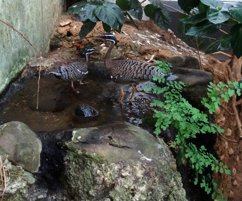 Sonnenralle mit Jungtier am 19. Dezember 2015 an der Wasserstelle hinter dem Eingang in der Freiflughalle im Zoologischen Garten Wuppertal