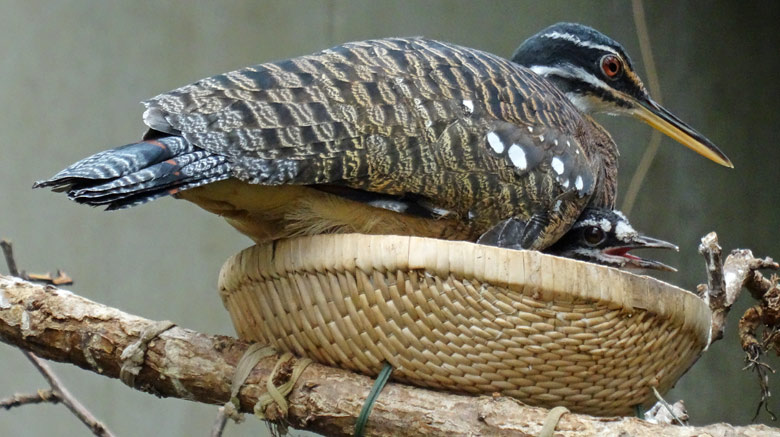 Sonnenralle mit Jungvogel am 24. Juli 2016 in der Freiflughalle am Vogelhaus im Zoo Wuppertal