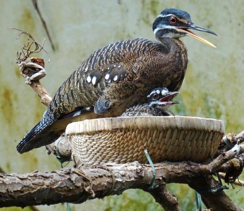 Sonnenralle mit Jungvogel am 24. Juli 2016 in der Freiflughalle am Vogelhaus im Zoologischen Garten der Stadt Wuppertal