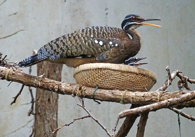 Sonnenralle mit Jungvogel am 24. Juli 2016 in der Freiflughalle am Vogelhaus im Wuppertaler Zoo