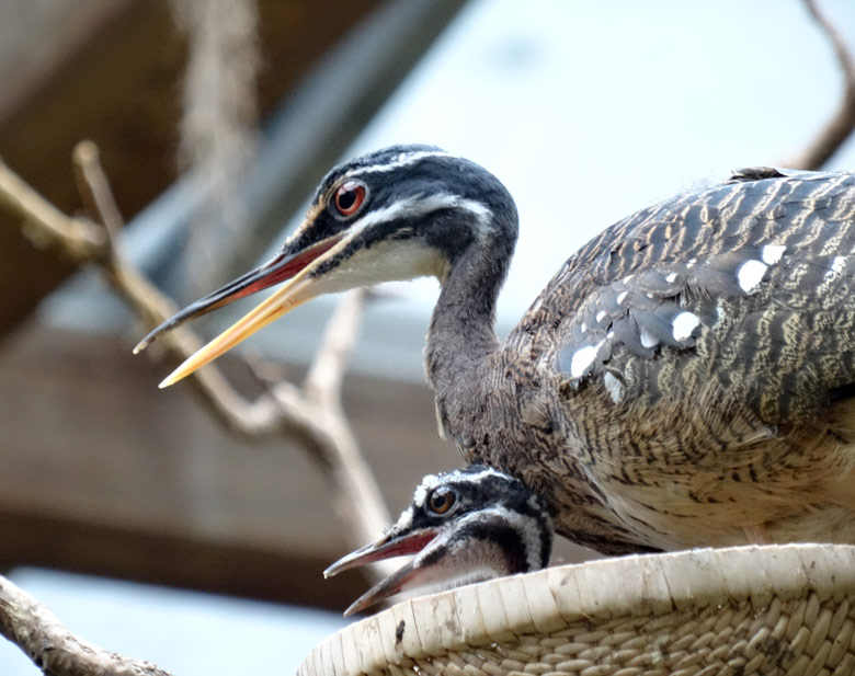 Sonnenralle mit Jungvogel am 24. Juli 2016 in der Freiflughalle am Vogelhaus im Grünen Zoo Wuppertal