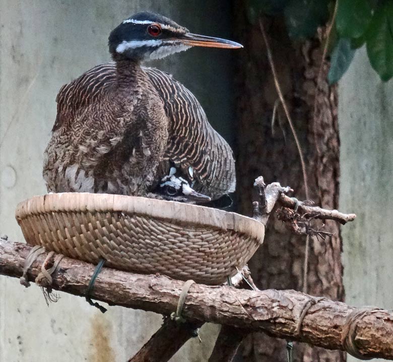 Sonnenralle mit Jungvogel am 22. Januar 2017 in der Freiflughalle am Vogelhaus im Grünen Zoo Wuppertal