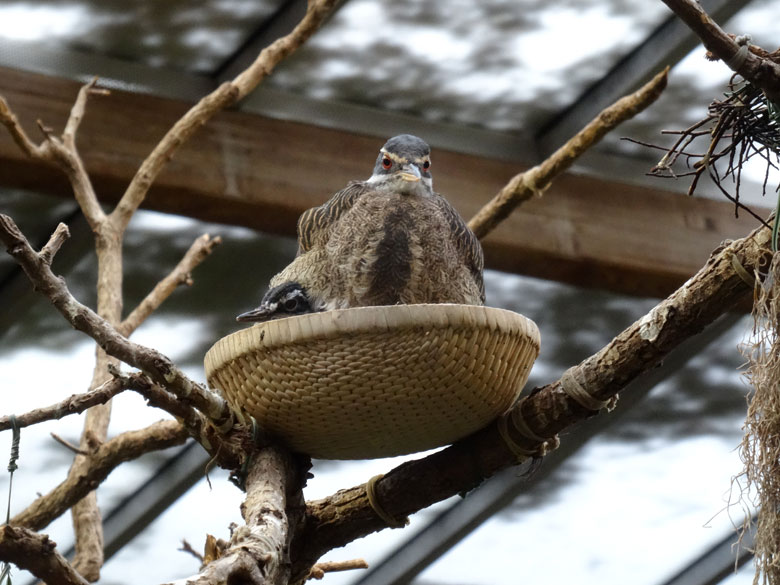 Sonnenralle mit Jungtier am 29. Januar 2017 in der Freiflughalle am Vogelhaus im Zoologischen Garten der Stadt Wuppertal