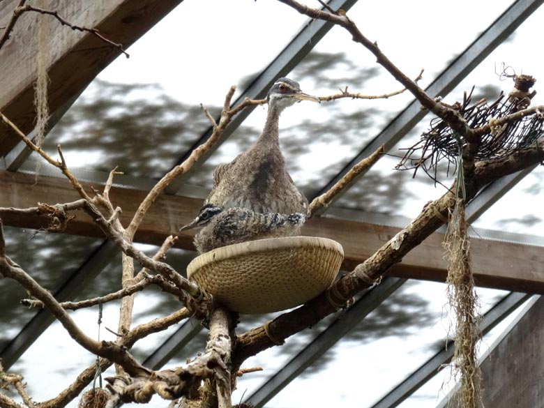 Sonnenralle mit Jungtier am 29. Januar 2017 in der Freiflughalle am Vogelhaus im Zoo Wuppertal