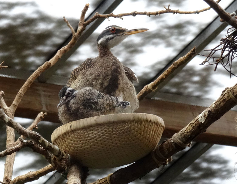 Sonnenralle mit Jungtier am 29. Januar 2017 in der Freiflughalle am Vogelhaus im Wuppertaler Zoo