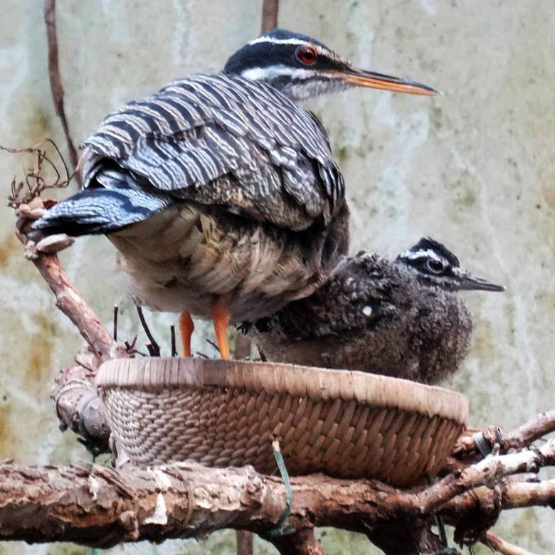 Sonnenralle mit Jungtier am 29. Januar 2017 in der Freiflughalle am Vogelhaus im Grünen Zoo Wuppertal