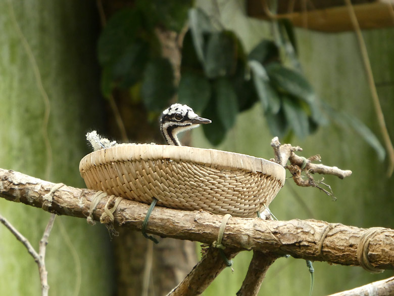 Sonnenrallen-Jungvogel am 31. März 2018 im Nest in der Freiflughalle am Vogelhaus im Grünen Zoo Wuppertal