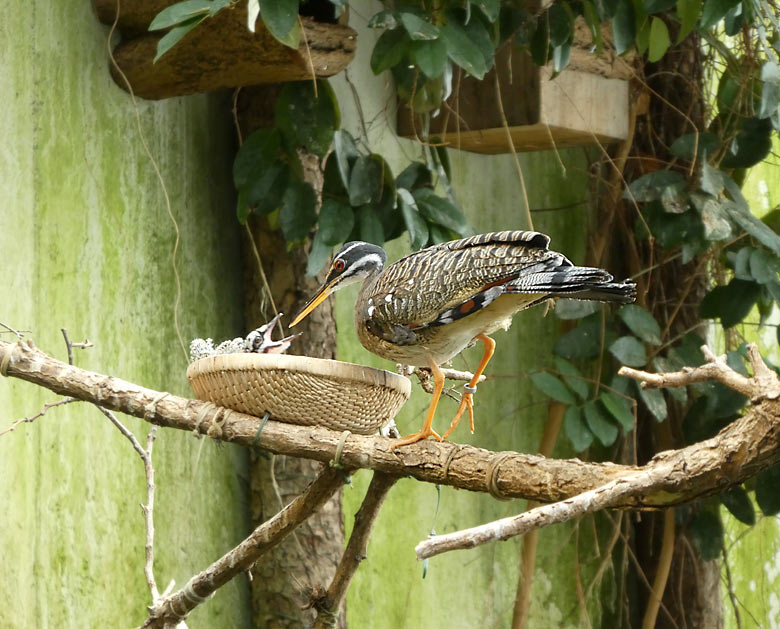 Sonnenrallen-Jungvogel am 31. März 2018 im Nest in der Freiflughalle am Vogelhaus im Wuppertaler Zoo