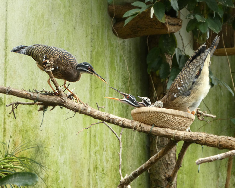 Sonnenrallen-Jungvogel am 31. März 2018 im Nest in der Freiflughalle am Vogelhaus im Zoologischen Garten Wuppertal